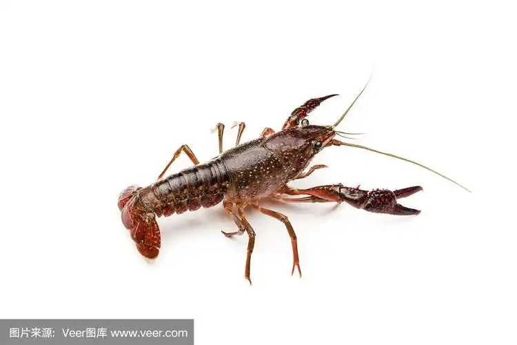 红色沼泽螯虾孤立在白色背景克氏原螯虾