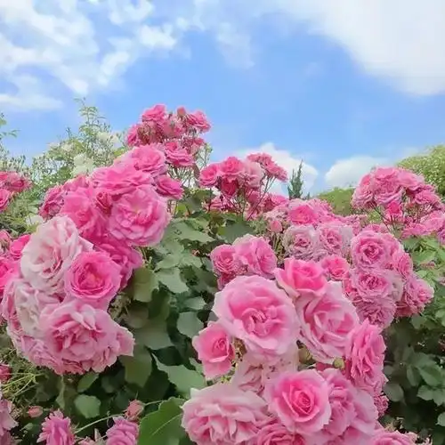 微信头像那种花最吉祥_头像图片_扣扣乐园