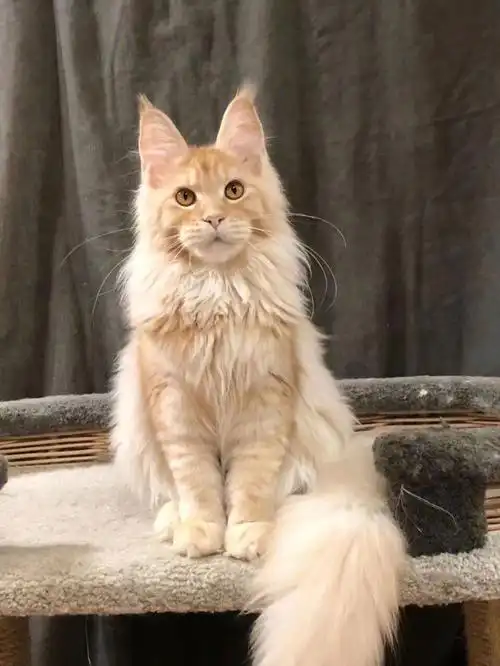 小狮子一样的缅因猫凯米尔色