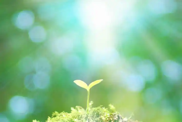 景观,青苔,苔藓,光亮,幼苗,阳光,自然,嫩芽,景色,活力,朝气,生机,希望