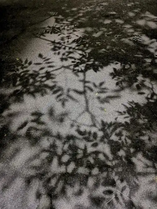 秋天晚上,树叶在地上的影子,像一幅幅水墨画,婆娑之美无与伦比
