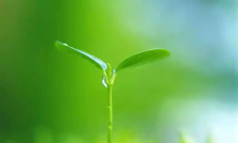 高清微信护眼图选1张当聊天背景图吧附24首养生音乐