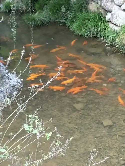 小河里的水多干净呀,还有鱼儿在嬉戏呢.