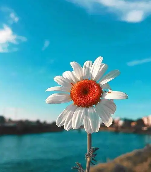 每天保持好心态的说说积极向上愿你心向阳光