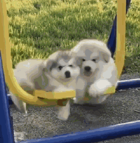 四只阿拉宝宝荡秋千,那只吐舌的一看就不是正经狗!