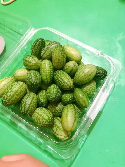 当季新鲜水果 网红迷你小西瓜 绿瓤拇指西瓜佩普基诺 一盒125g晒单图