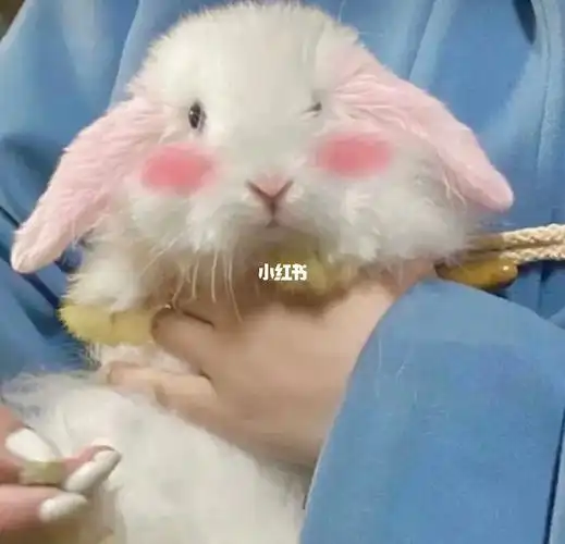 兔叽可爱头像分享