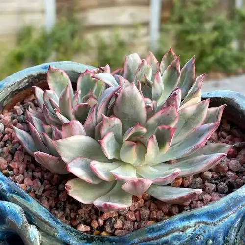 每日认识一种多肉月光女神锦