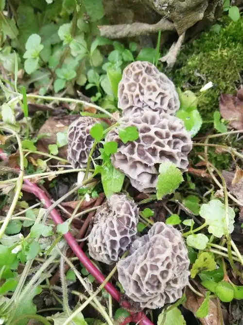 野生羊肚菌生于春季4-5月份和秋季8-9月份的雨后,多长于山区阔叶林中