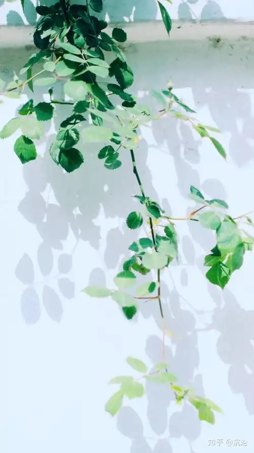 有没有浅色系的壁纸就像下面那样