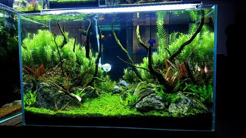 记录一个60草缸的成景过程