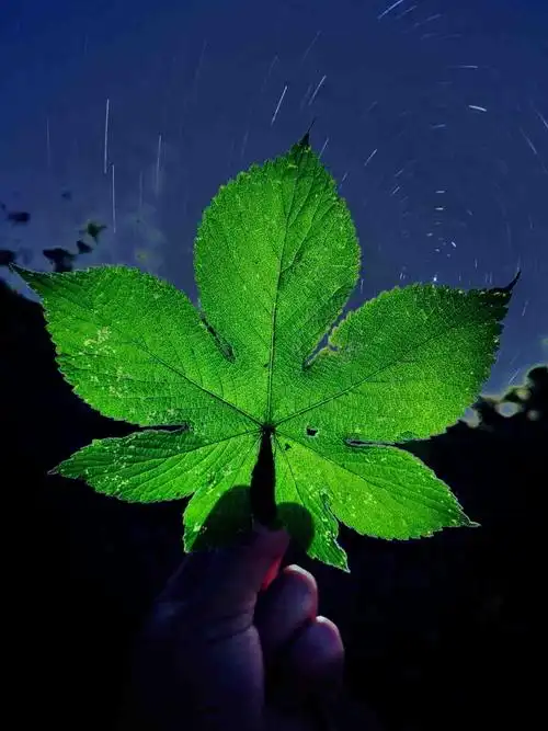 一组唯美手机摄影发现平凡的美