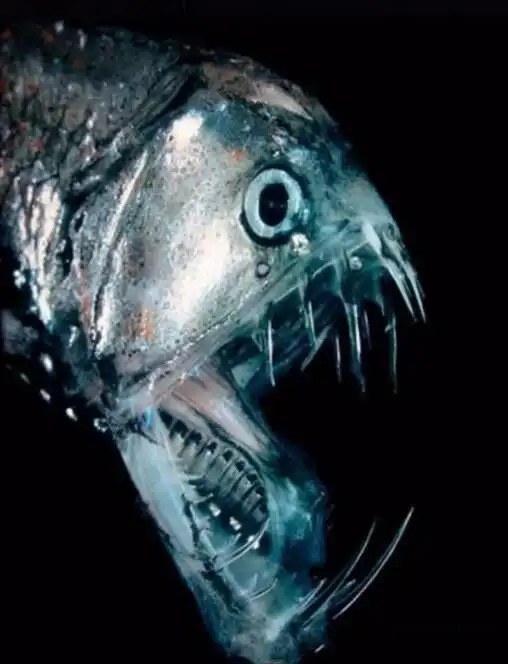 桶眼鱼,画风太后现代了