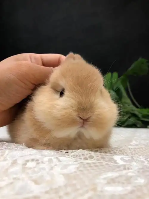 黄色双血侏儒兔妹妹