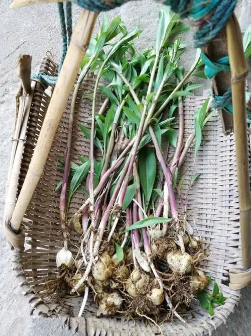 今天上山挖了几根百合,你认识百合吗?