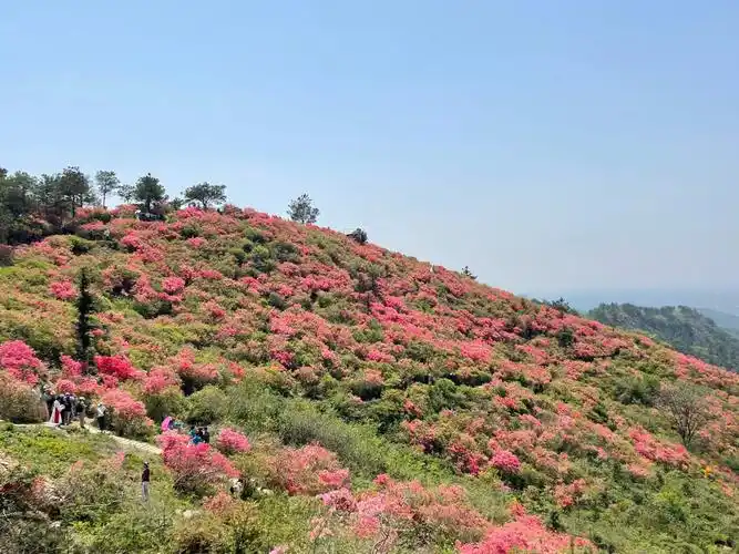 武汉木兰云雾山杜鹃花