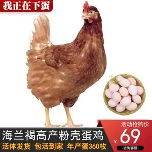 产蛋王海兰褐下蛋鸡活鸡包活到家生蛋鸡母苗粉绿壳蛋散养土鸡鲜活