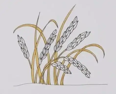 丰收稻谷简笔画图片大全 丰收稻谷简笔画怎么画