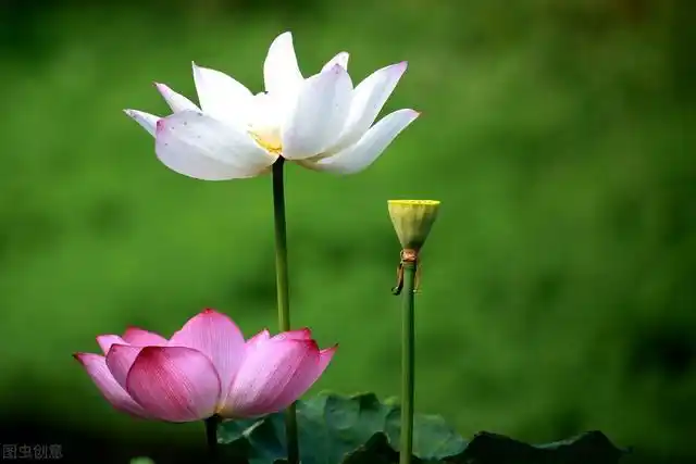 适合发朋友圈的唯美句子有哪些悟空问答