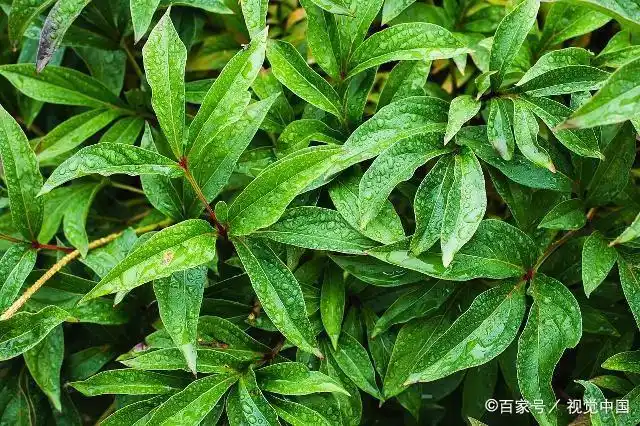 「手边的绿色」一枝红艳露凝香,云雨巫山枉断肠——牡丹