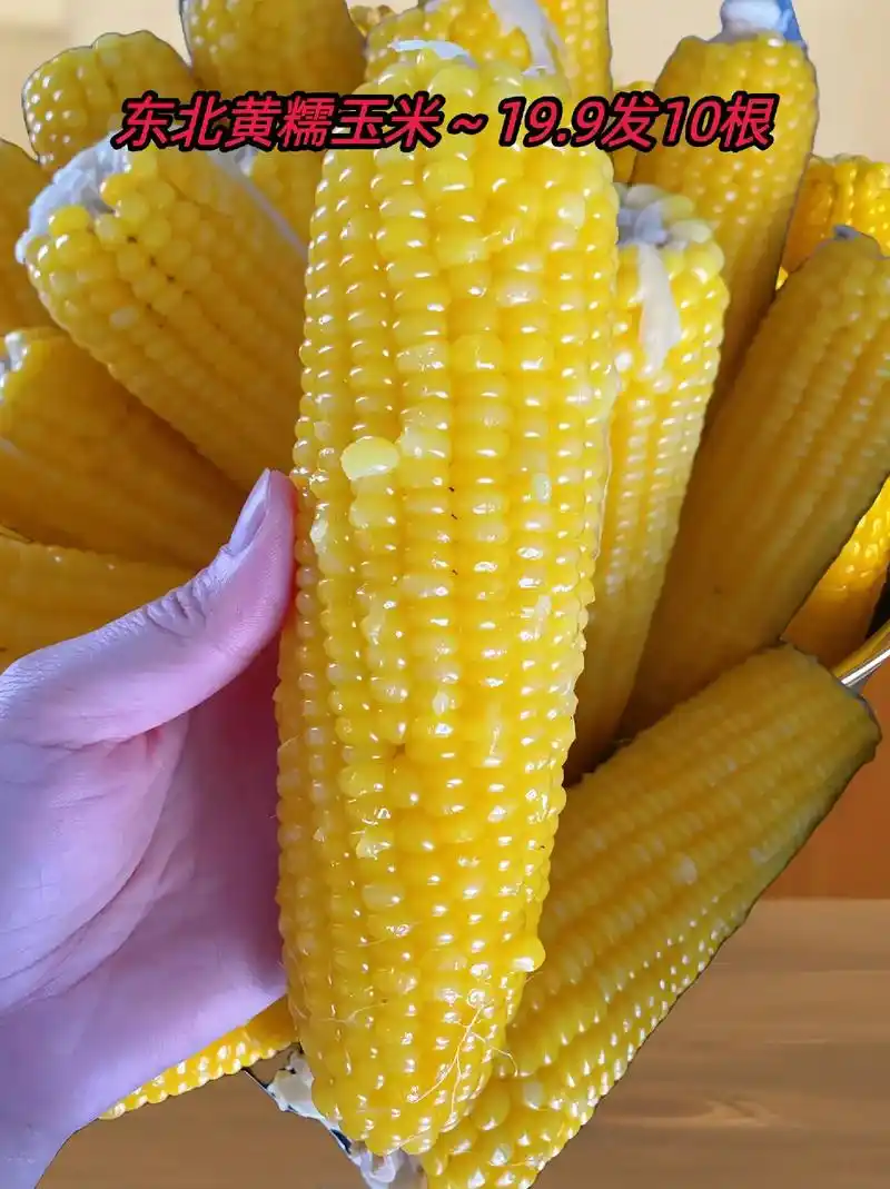 东北黄糯玉米