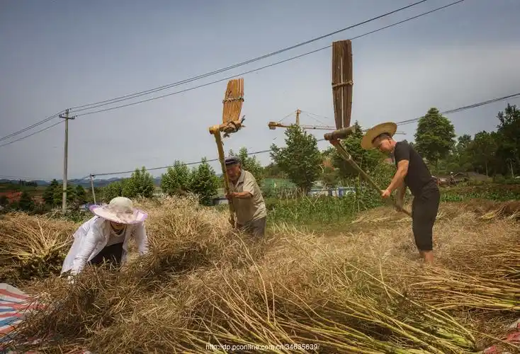 川西春耕农事一感怀那渐行渐远的. (共p)