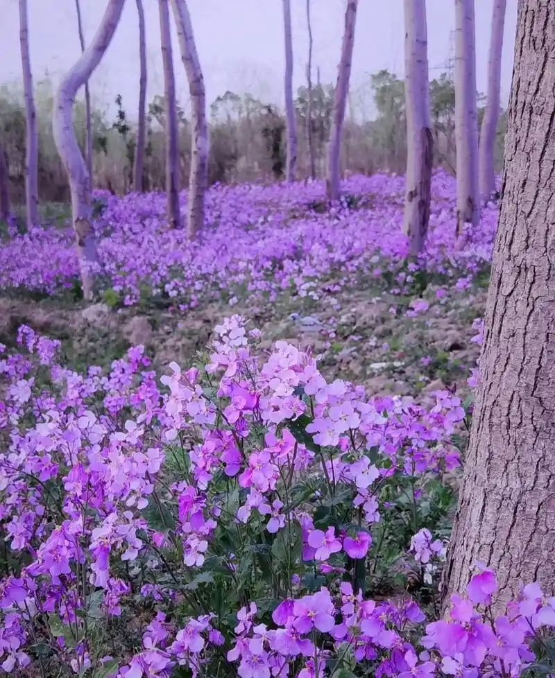 二月兰又名紫金草,是象征和平的花,也是南京理工大学的校花,每 - 抖音