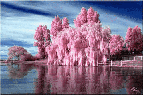 紫藤幽芳采集到动态风景