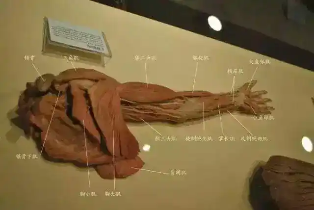 真人人体解剖图 ___图片及文字来源于网络