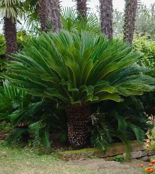 苏铁的养殖方法(苏铁您会种植吗)3