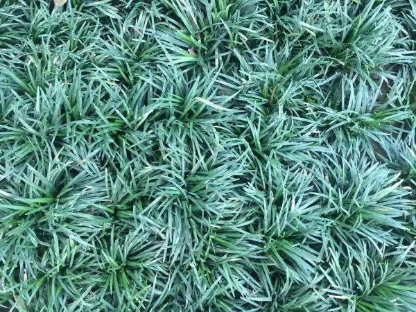 日本矮麦冬1平米多少钱 绿化日本矮麦冬批发