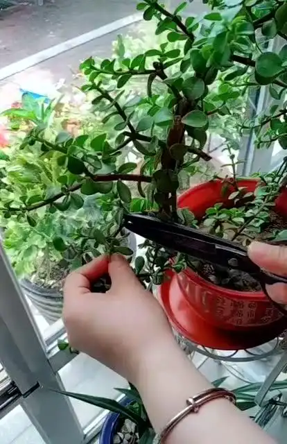 教你怎么修剪金枝玉叶