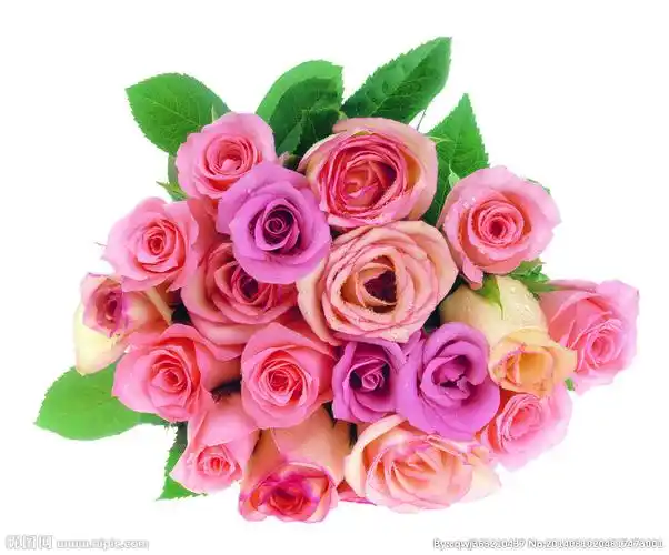 玫瑰摄影图__花草_生物世界_摄影图库_昵图网nipic.com