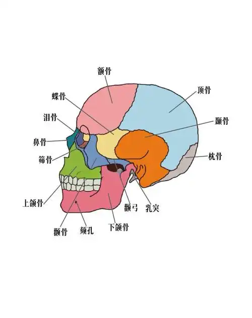 颅骨解剖图记忆口诀 ✅颅骨共23块 脑颅骨:8块,构成颅腔; 面颅骨:15