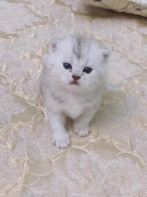 银渐层宝宝已经18天了