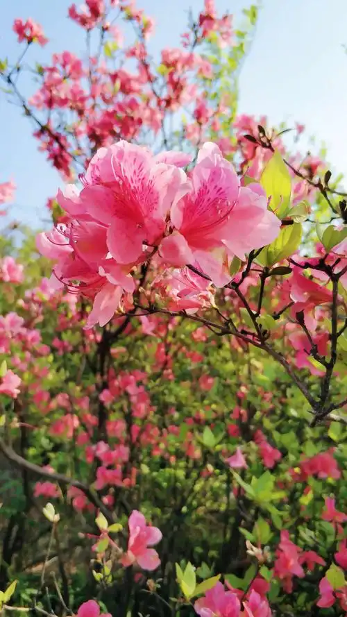 我喜欢杜鹃花,山上随处可见的花一片一片开的红似云霞,顷刻间,你不