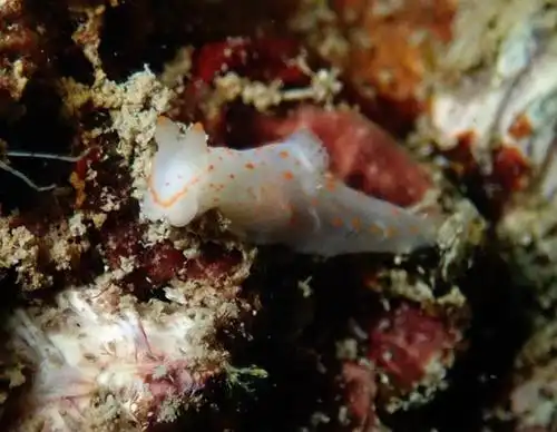 虫形海兔,一组珍稀的海底生物照片