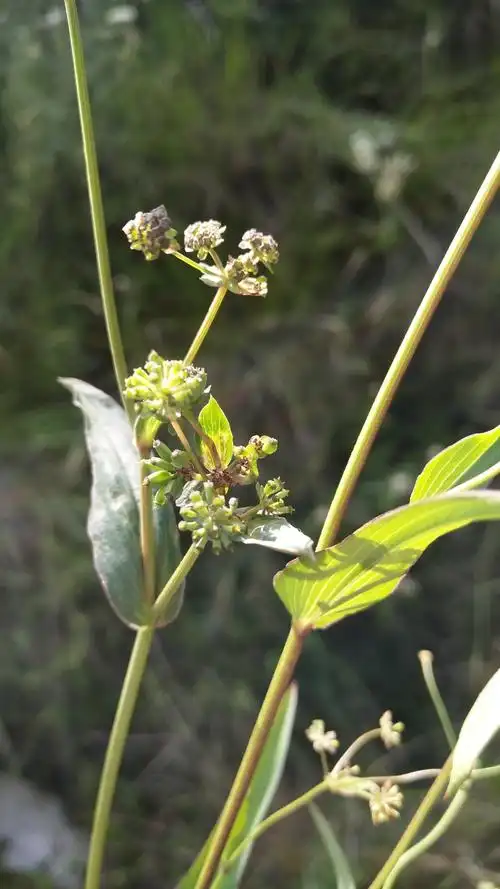 大山包保护区植物-柴胡