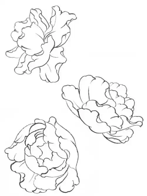 怎么画牡丹牡丹简笔画简单又好看