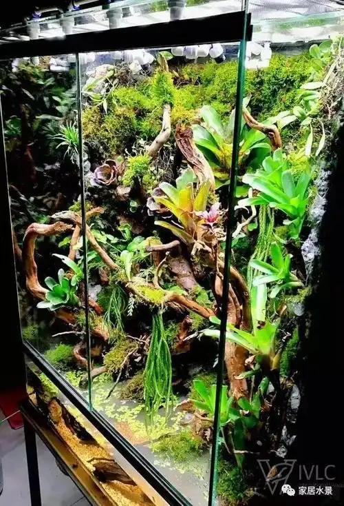 家居水景丨世界生态缸造景大赛60cm雨林缸作品展示