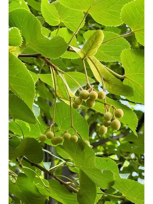 椴树象征美好和甜蜜的珍贵之树8282
