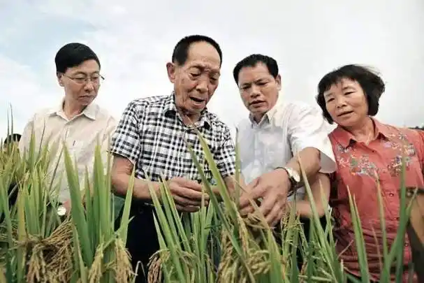 原创国士无双杂交水稻养活数亿人享誉全球世界欠袁隆平一个诺奖