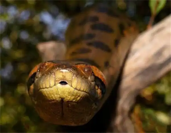 狂蟒之灾巨蟒原形世界上最大的亚马逊森蚺