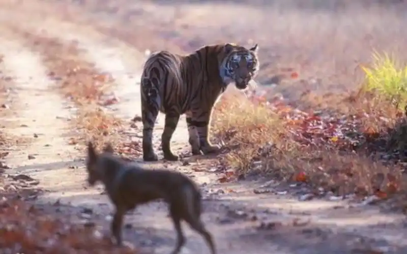 老虎印度狼虎同框最直观的老虎与印度狼的体型对比
