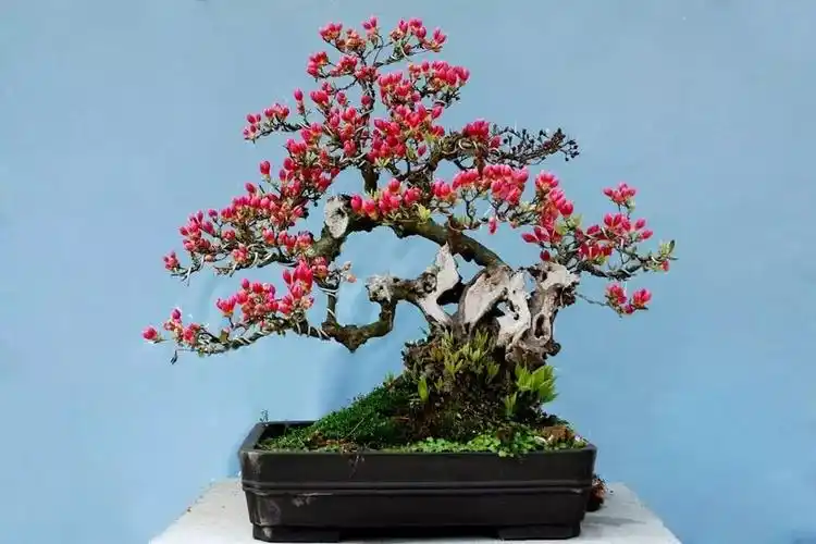 杜鹃盆景造型优美,花色艳丽,那么杜鹃下山桩如何制作栽培呢?