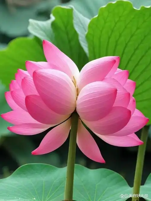 北城的这个公园里却有很多株象征夫妻恩爱,喜庆吉祥,兄弟和睦的双生花