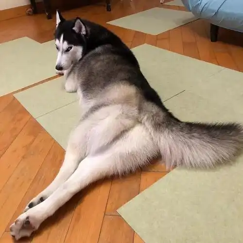 性感的翘臀和大长腿,没想到二哈也可以拥有!