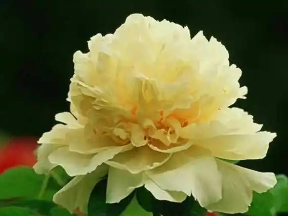 牡丹四大名品,中国最美的牡丹花 - 伤感说说吧