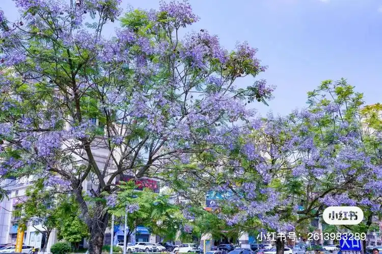 初夏限定丨南充蓝花楹正盛开,来开启一场梦幻之旅