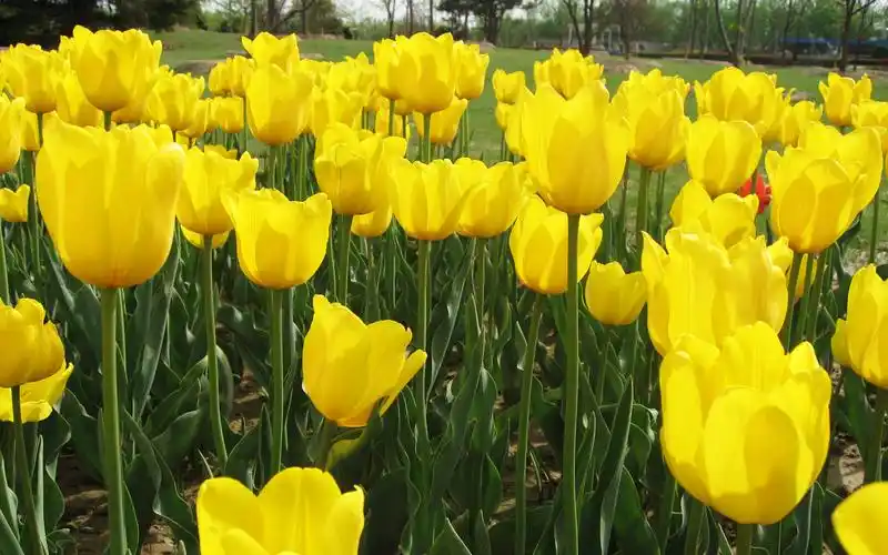 高雅富贵的郁金香壁纸_最有气质的花儿_风景壁纸